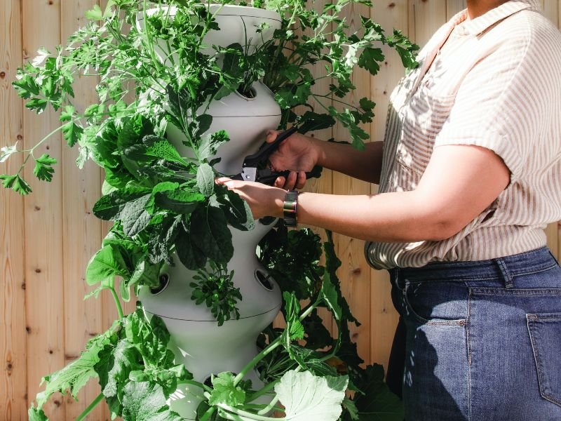 VIVERO INDUSTRIAL BARINAS